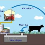 Quy trình xử lý chất thải chăn nuôi